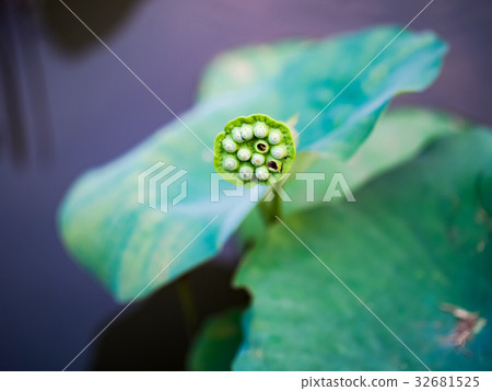 蓮花 蓮花 32681525