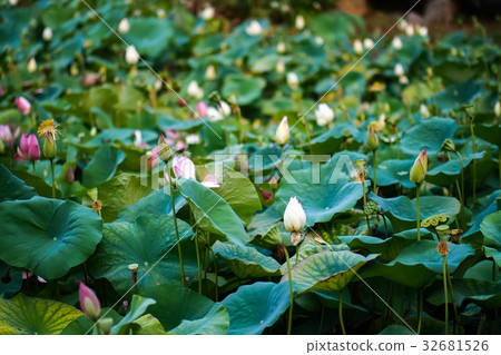 蓮花 蓮花 32681526