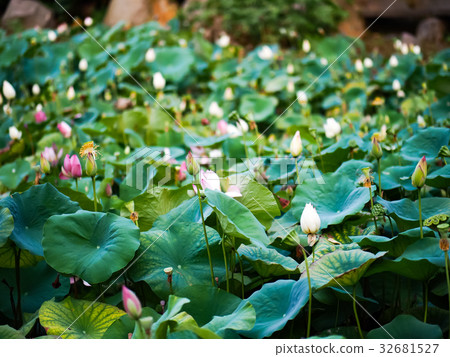 蓮花 蓮花 32681527