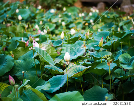 蓮花 蓮花 32681528