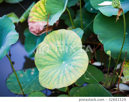 蓮花 蓮花 32681529