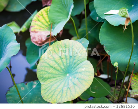 蓮花 蓮花 32681530