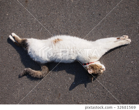 Elongation Cat 32681569