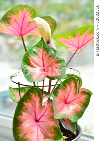 Cadarium Cadarium 32682316