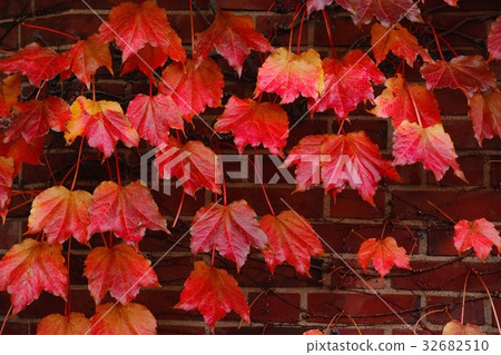 Autumn leaves ivy 32682510