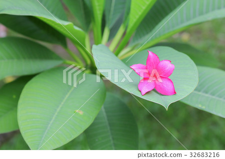 plumeria flower pink or desert rose on tree plumeria flower pink or desert rose on tree 32683216