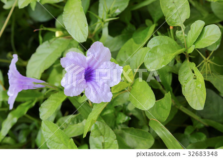 Popping pod flower Purple bloom in the morning Popping pod flower Purple bloom in the morning 32683348
