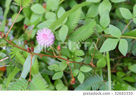 ensitive plant, Mimosa pudica flower sleepy 32683350