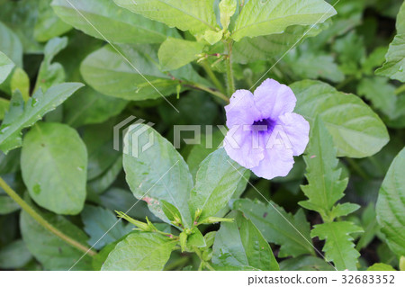 Popping pod  flower Purple bloom in the morning 32683352