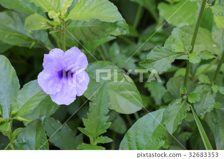 Popping pod  flower Purple bloom in the morning 32683353