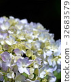  繡球 32683579