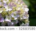  繡球 32683580