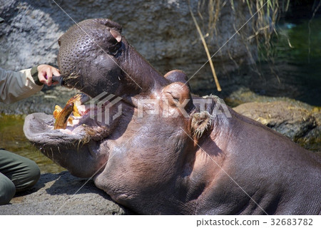 Hippo at Tennoji Zoo Hippo at Tennoji Zoo 32683782