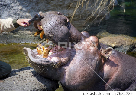 Hippo at Tennoji Zoo 32683783