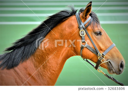 馬，個人資料 32683806