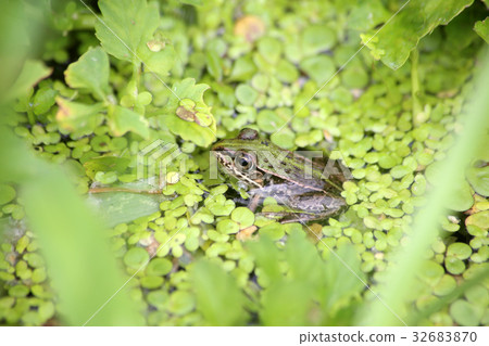 Tonosawa frog 32683870