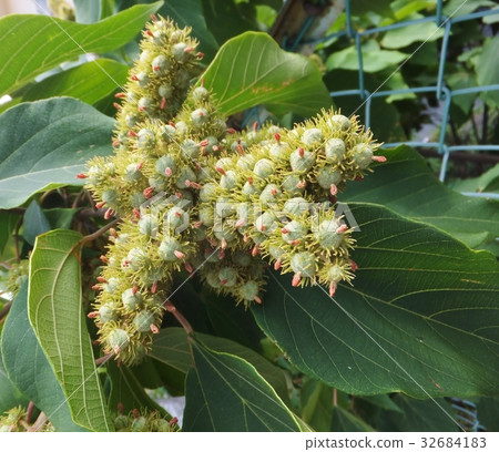 Immediately after pollination of female flower Immediately after pollination of female flower 32684183