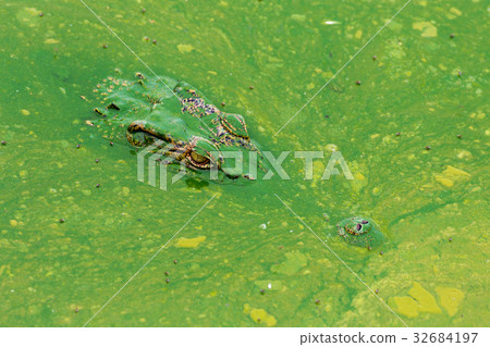 eye of wildlife crocodile hidden in the water eye of wildlife crocodile hidden in the water 32684197