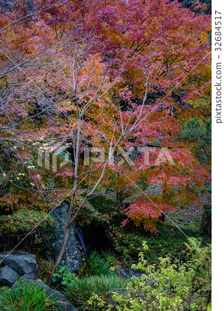 Autumn scenery at the park in Kanazawa, Japan 32684517