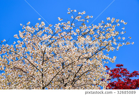 White cherry blooming under blue sky White cherry blooming under blue sky 32685089