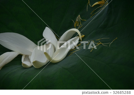 Flower of lotus flower Flower of lotus flower 32685288
