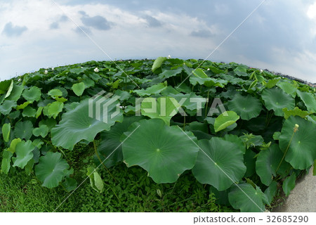 蓮花場 32685290