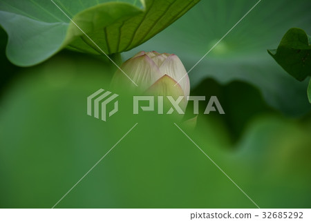 Light pink lotus bud Light pink lotus bud 32685292