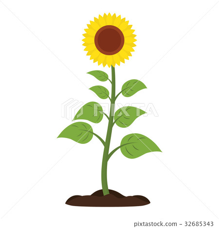Sunflower Vector icon. 32685343