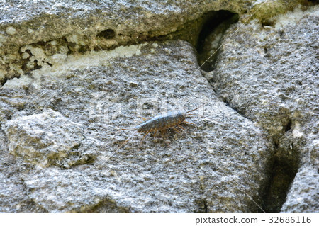 Hunashi in the rocky area 32686116