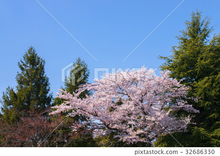 櫻花 櫻花 32686330