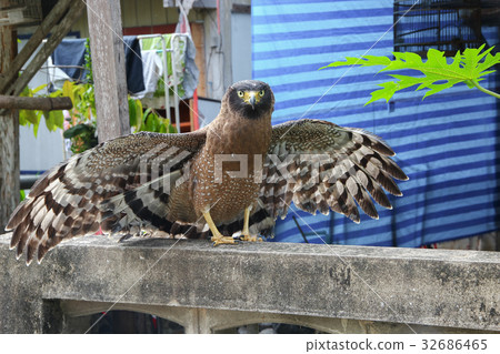 Close-up Falcon Peregrine or eagle 32686465