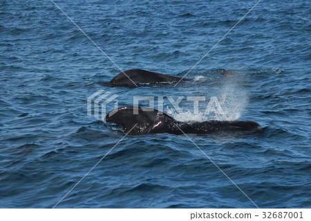 Watching dolphins and whales in the clear sea Dolphins and whales watching 32687001