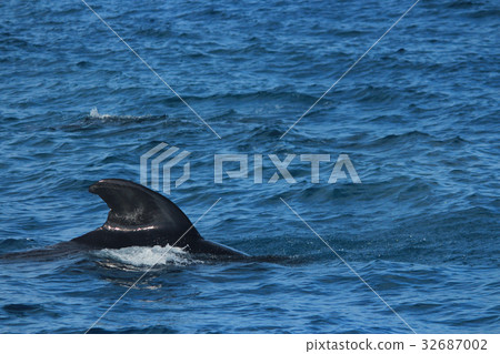 Watching dolphins and whales in the clear sea Dolphins and whales watching 32687002