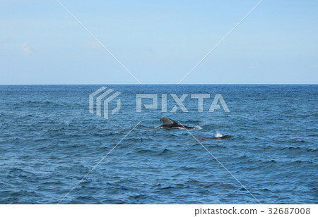 Watching dolphins and whales in the clear sea Dolphins and whales watching Watching dolphins and whales in the clear sea Dolphins and whales watching 32687008
