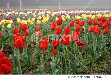 Tulip flower spring scene Tulip flower spring scene 32687158