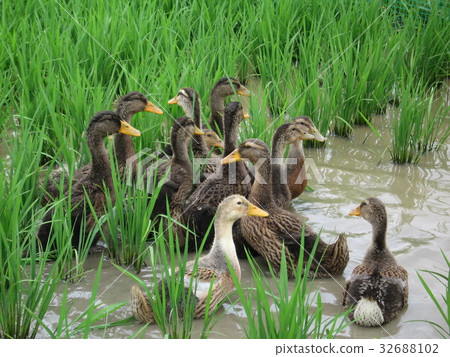 Aigamo farming method, which is ideal for pesticide-free farming Aigamo duck eats weeds 32688102
