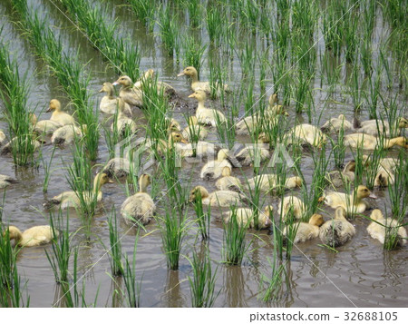 有機農業 Aigamo 適合無農藥養殖的養殖方法 鴨子吃雜草 32688105