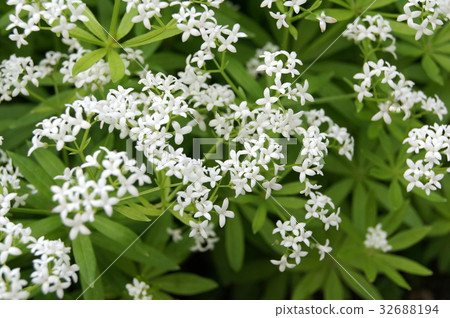 Caterpillar 32688194