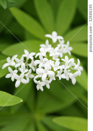 伍德拉夫 32688195