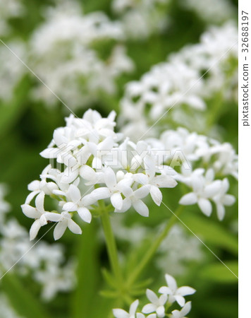 伍德拉夫 32688197