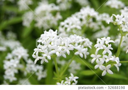 伍德拉夫 伍德拉夫 32688198