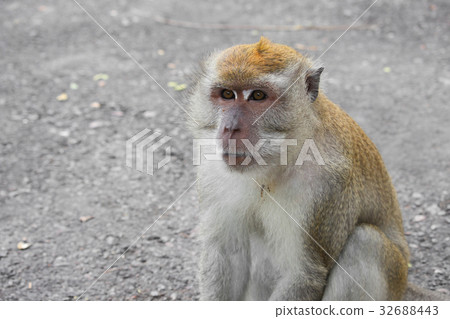 monkey nature in Thailand Closeup monkey nature in Thailand Closeup 32688443