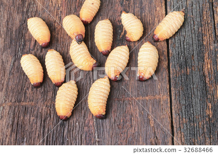Red palm weevil Sago beetle worm, on the wooden 32688466