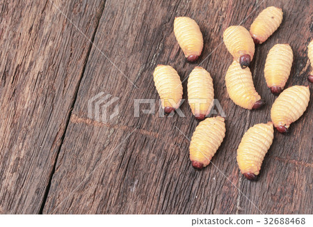 Red palm weevil Sago beetle worm, on the wooden 32688468