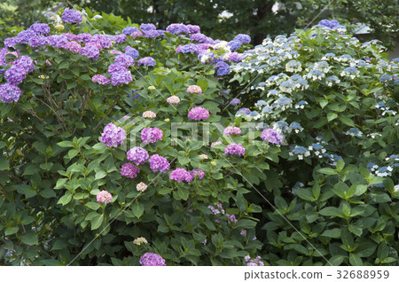 Hydrangea Hydrangea 32688959