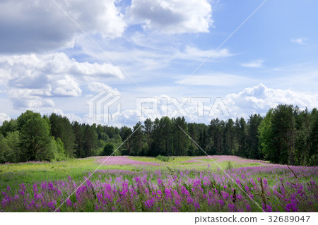 Green field with bright purple sally-bloom flowers 32689047