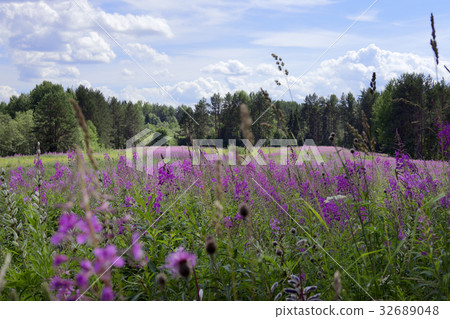 Green field with bright purple sally-bloom flowers Green field with bright purple sally-bloom flowers 32689048