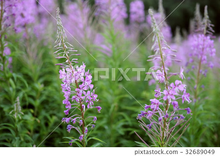 Green field with bright purple flowers Green field with bright purple flowers 32689049