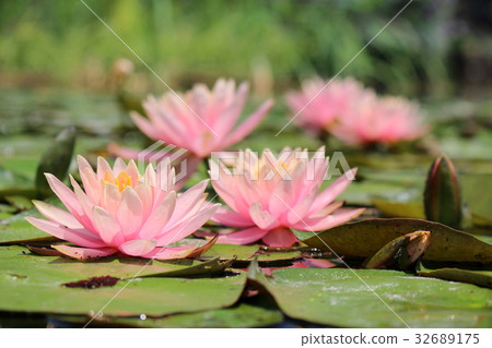 粉色睡蓮 32689175