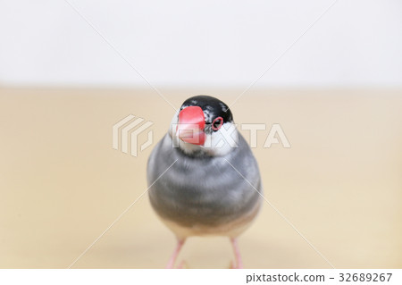 Sakura Buntori沒有Os Sakura Buntori沒有Os 32689267